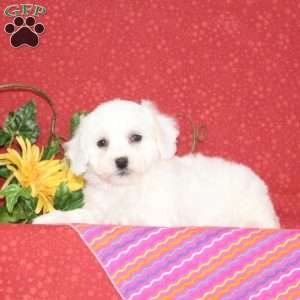 Pomegranite, Bichon Frise Puppy